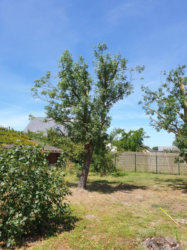 Élagage d'arbre