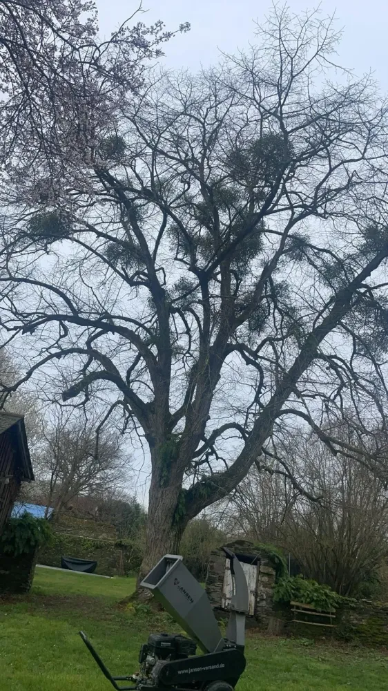 elagage arbre
