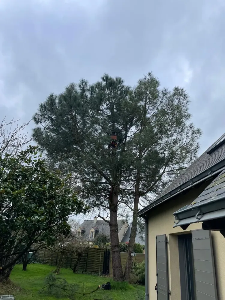 arbre elegage