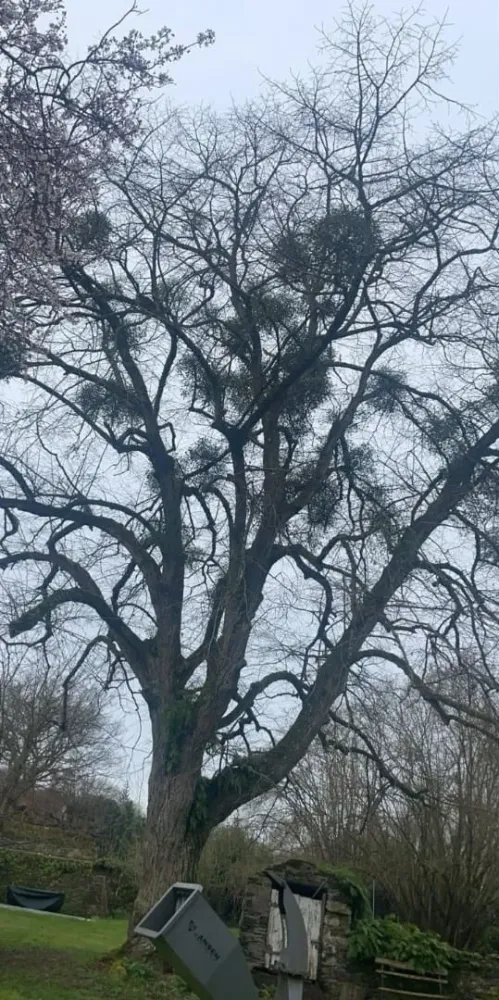 Entretien d'arbre près de Écouflant