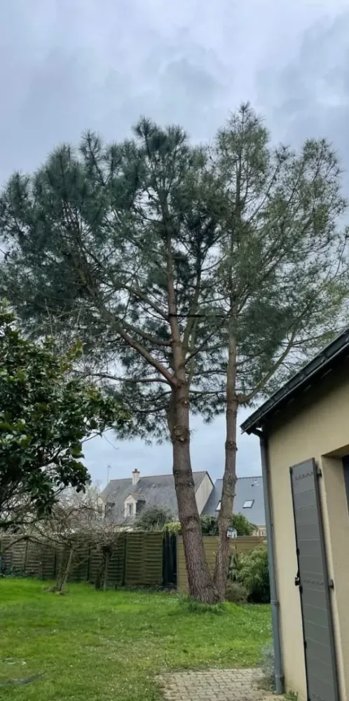 elagage arbre avant