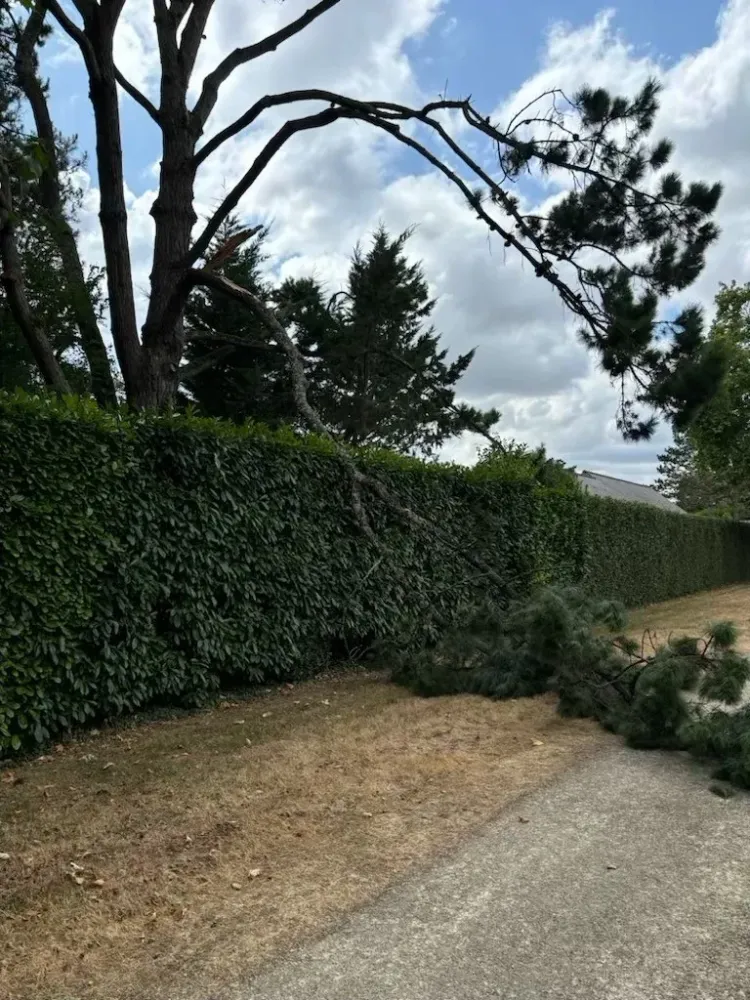 Élagage de haie près de Écouflant